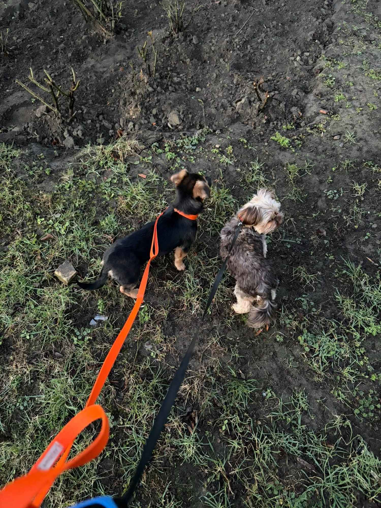 Berlinka - SZCZENIAK w typie jamnika szuka domu! Olsztyn - zdjęcie 4