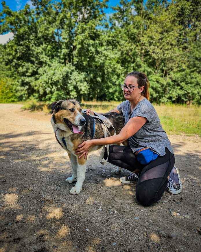 Duży, dostojny pies w typie molosa szuka odpowiedzialnego domu! :) Bemowo - zdjęcie 3