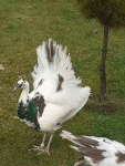 Jaja lęgowe pawia/pawi Lipsk - zdjęcie 3