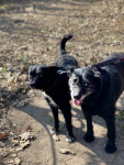 Dwa psy do wspólnej adopcji - Tata i Syn - nie pozwólmy ich rozdzielić Oborniki - zdjęcie 2