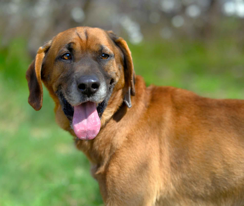 Baron - wyjątkowy, lojalny pies szuka domu! Olsztyn - zdjęcie 2