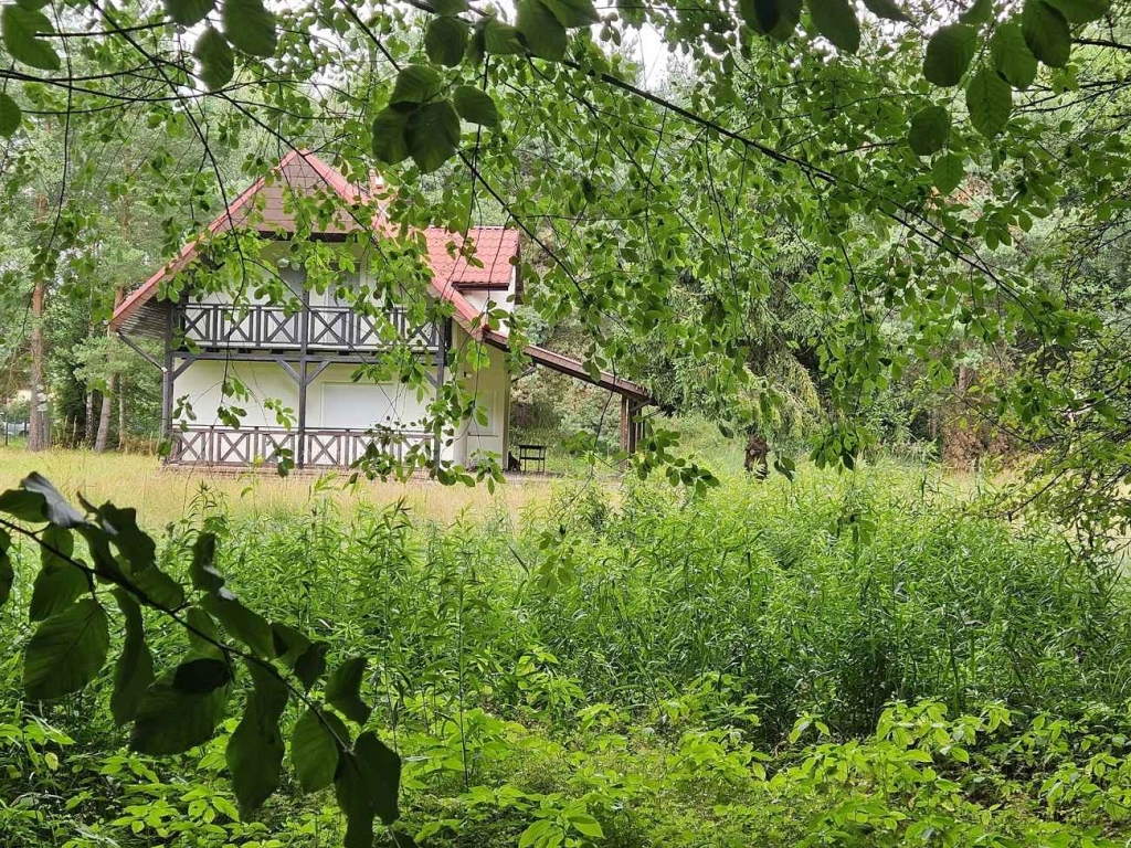 Działka budowlana (6000 m2) JEZIORO/LAS (Drogoszowice) Drogoszowice - zdjęcie 9