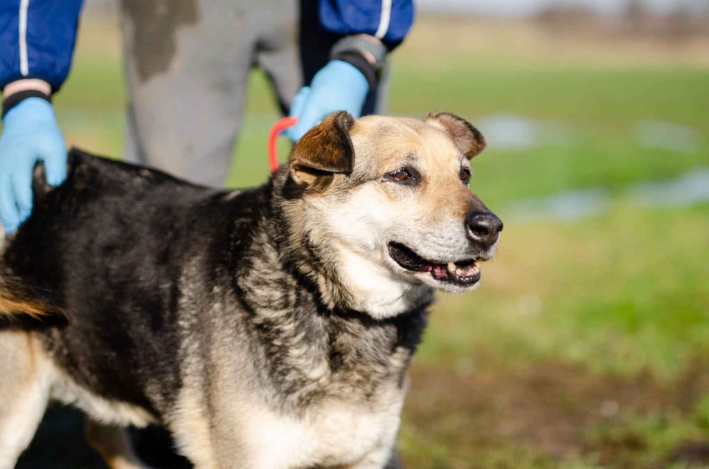 Szaza - cudowna rodzinna suczka szuka domu! Olsztyn - zdjęcie 3