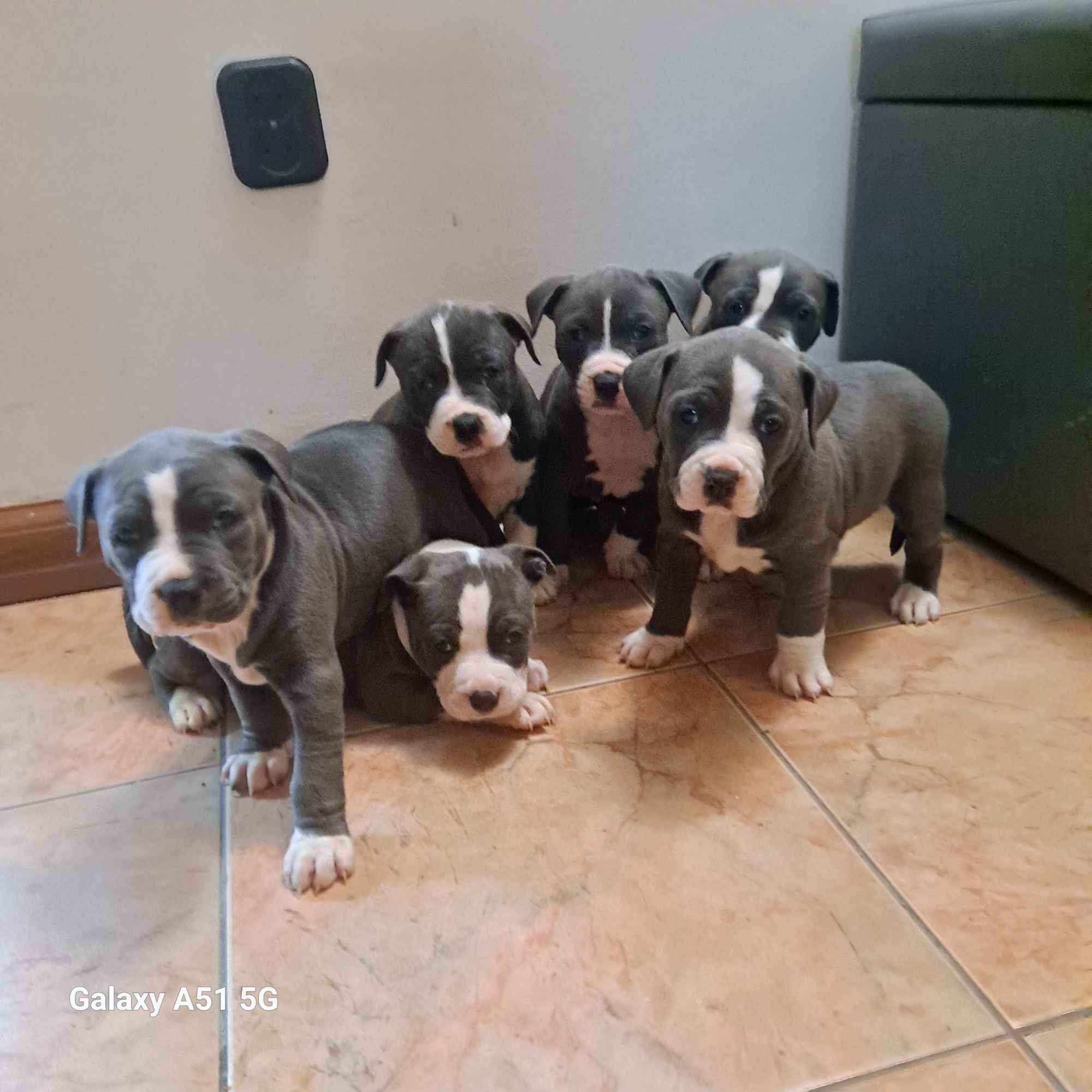 Szczeniaki American Staffordshire Terrier Pisz - zdjęcie 3