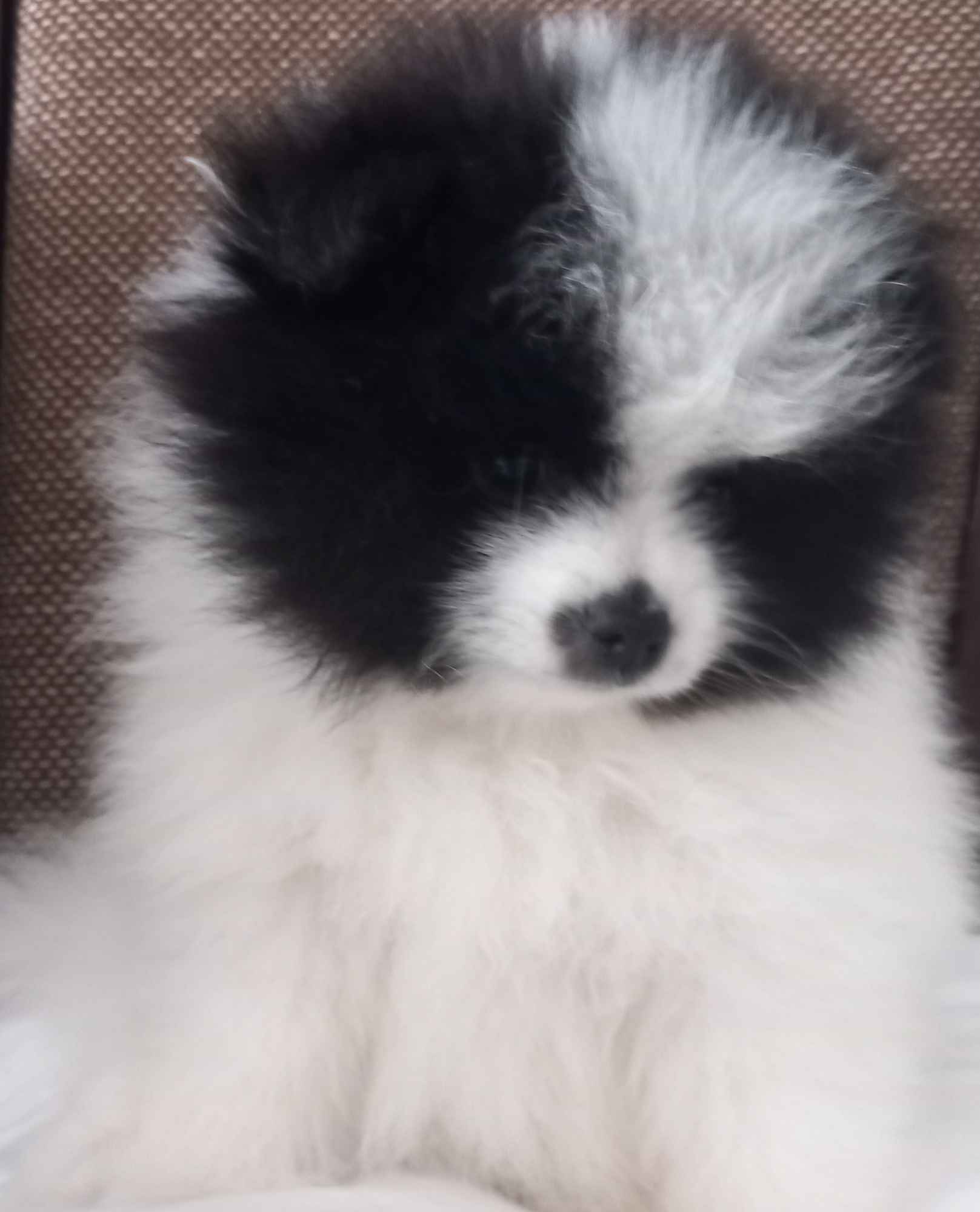 Szpic miniaturowy pomeranian Radomsko - zdjęcie 2