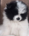 Szpic miniaturowy pomeranian Radomsko - zdjęcie 2