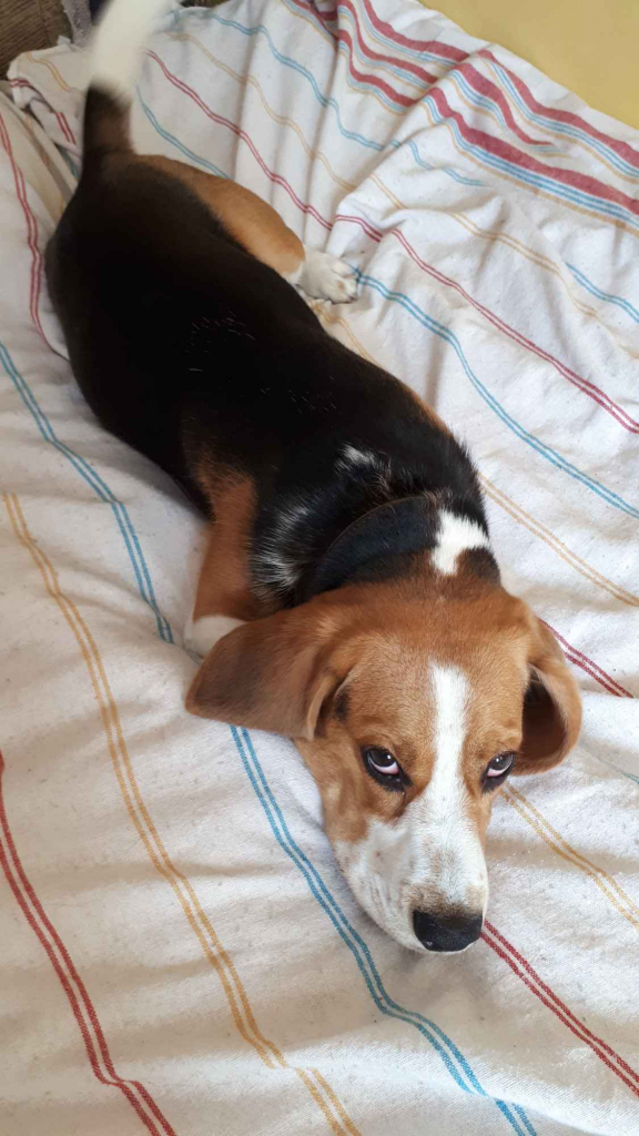 Zaopiekuję się kotkiem, pieskiem Krzyki - zdjęcie 1