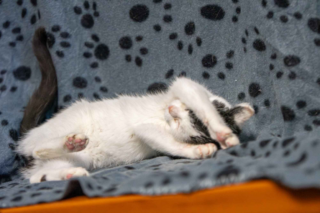 12 tygodniowe KOCIĘTA szukają domów! Olsztyn - zdjęcie 8