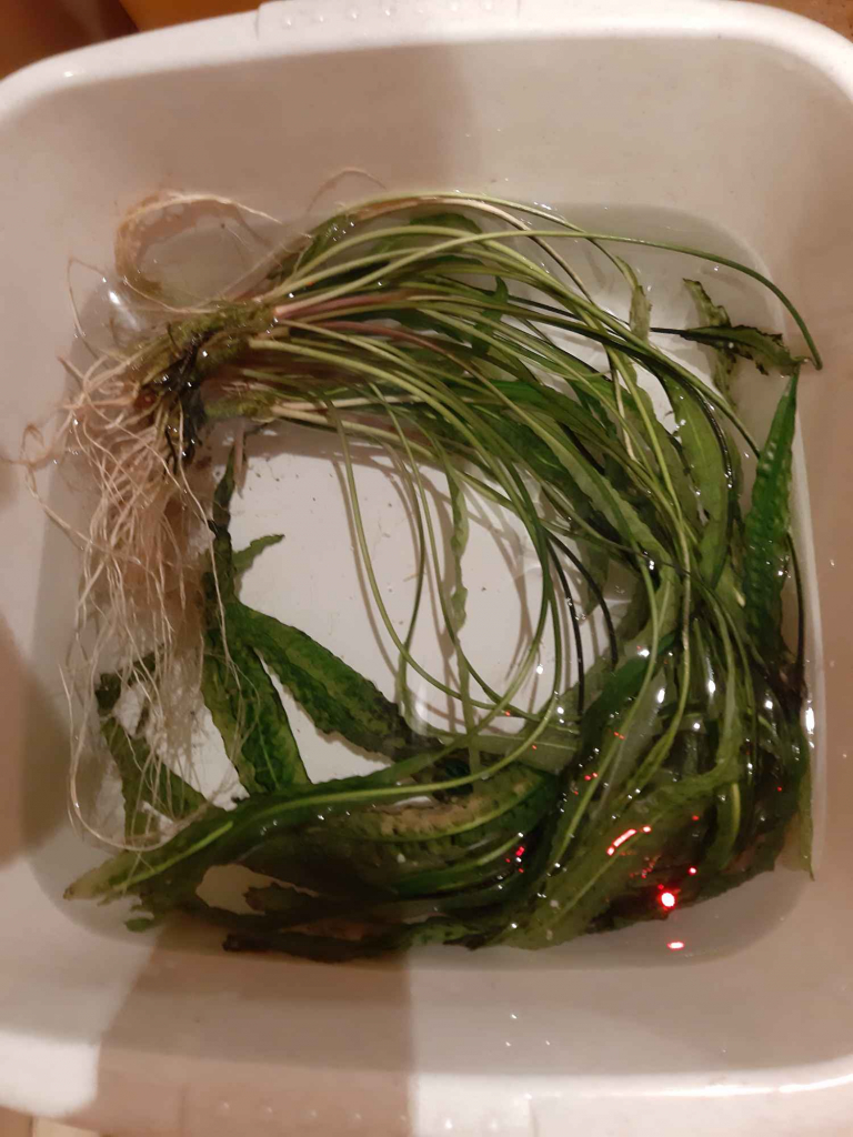 Oddam rośliny akwariowe Wilanów - zdjęcie 2