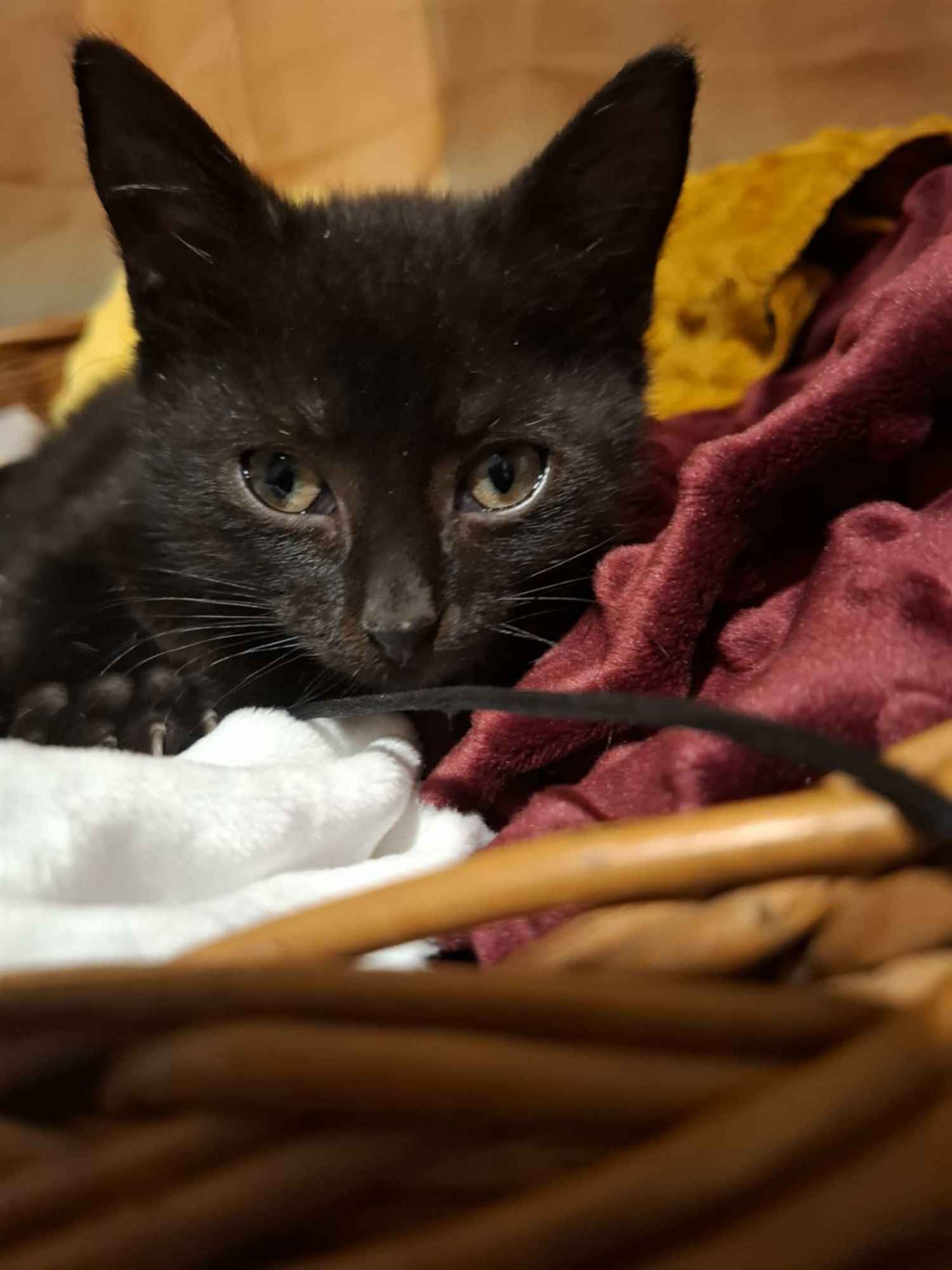 KOCIĘTA malutkie kociaki szukają domów! Olsztyn - zdjęcie 4