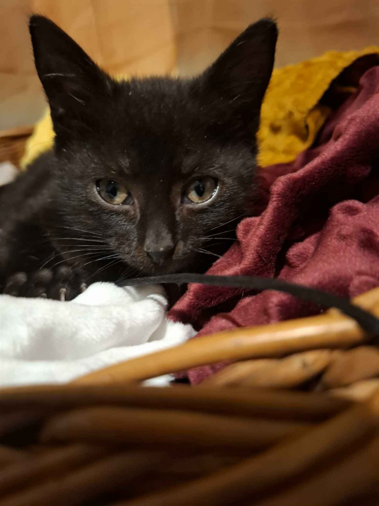 KOCIĘTA malutkie kociaki szukają domów! Olsztyn - zdjęcie 4