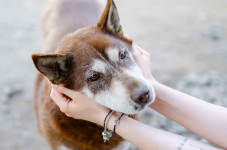 Luntek - niskopodłogowy czekoladek szuka domu! Olsztyn - zdjęcie 3