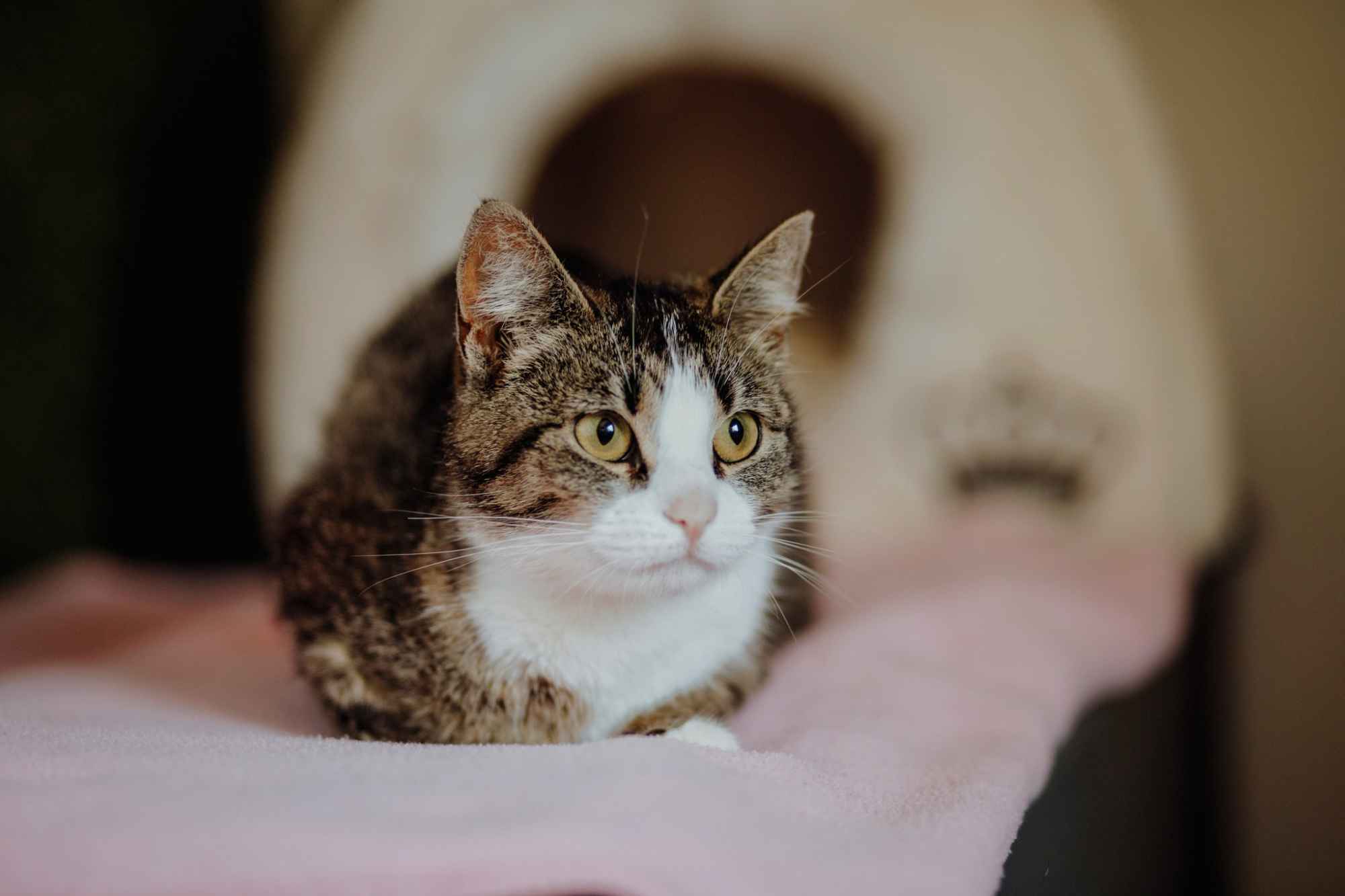 Cudowna Marzenka, wyjątkowa kotka do adopcji Olsztyn - zdjęcie 3