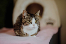 Cudowna Marzenka, wyjątkowa kotka do adopcji Olsztyn - zdjęcie 3