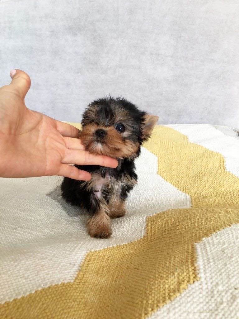 Szczenięta Yorkshire terrier miniaturowe dostępne już teraz. Zielenica - zdjęcie 3