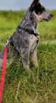 Australijski cattle dog pies pasterski Pszczyna - zdjęcie 3