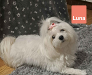 Maltańczyki suczki Burzec - zdjęcie 7