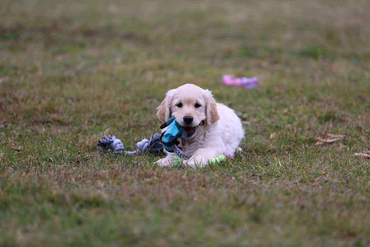 Golden Retriever-biszkoptowe  mniejsze i większe szczeniaki, Polesie - zdjęcie 5