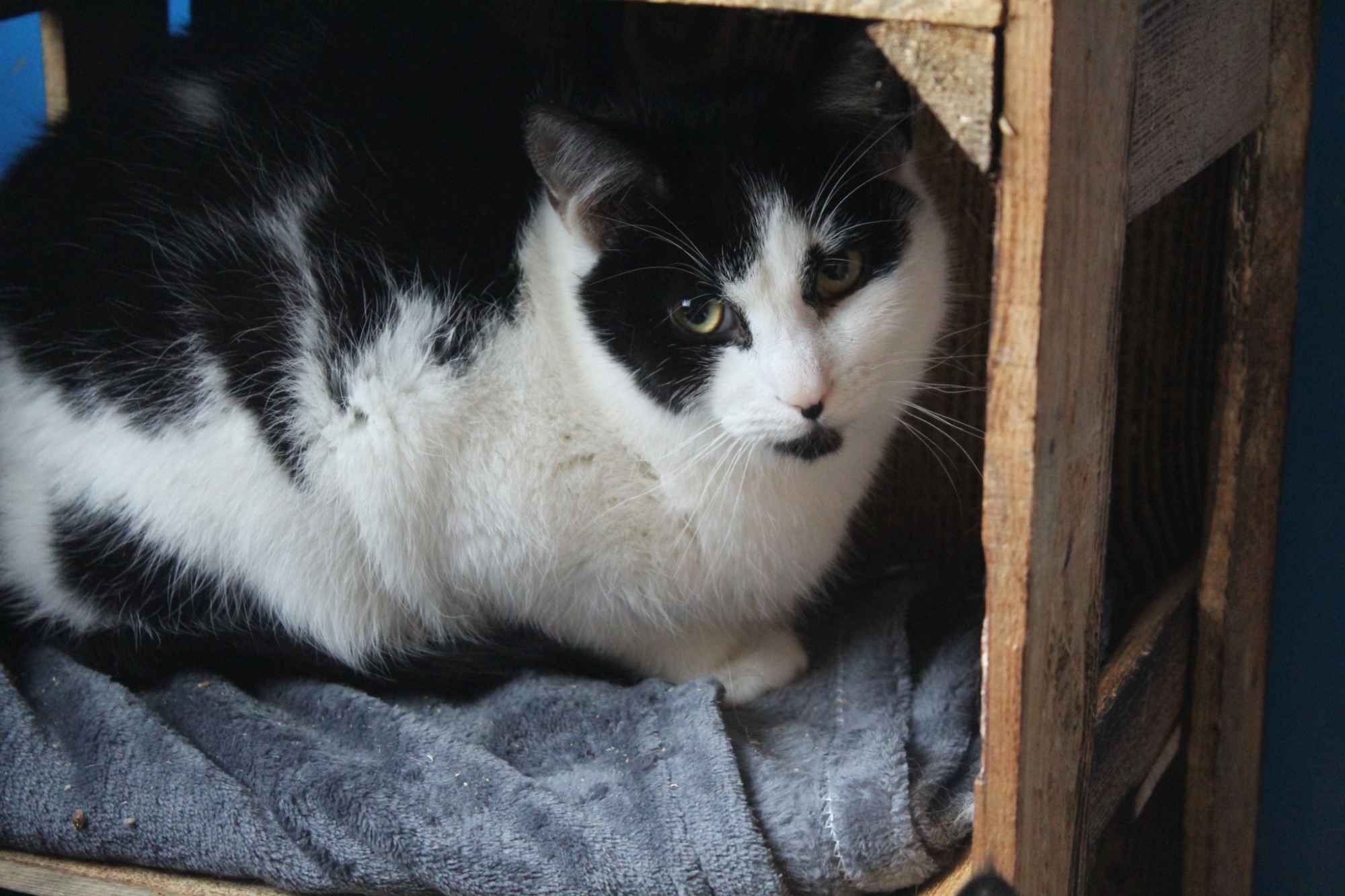 Alpro - młody, delikatny koteczek szuka domu! Olsztyn - zdjęcie 3