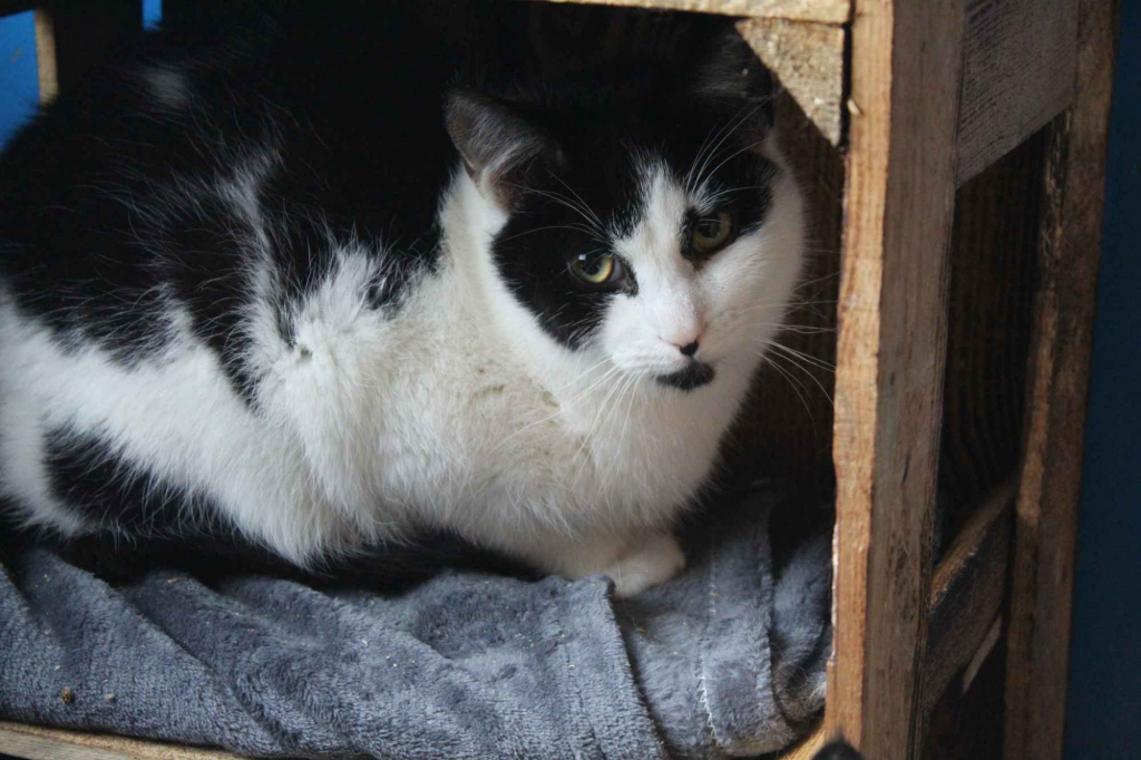 Alpro - młody, delikatny koteczek szuka domu! Olsztyn - zdjęcie 3