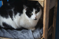 Alpro - młody, delikatny koteczek szuka domu! Olsztyn - zdjęcie 3