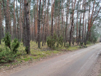 Działka leśna ujęta w MPZP pod zabudowę Rynia - zdjęcie 1