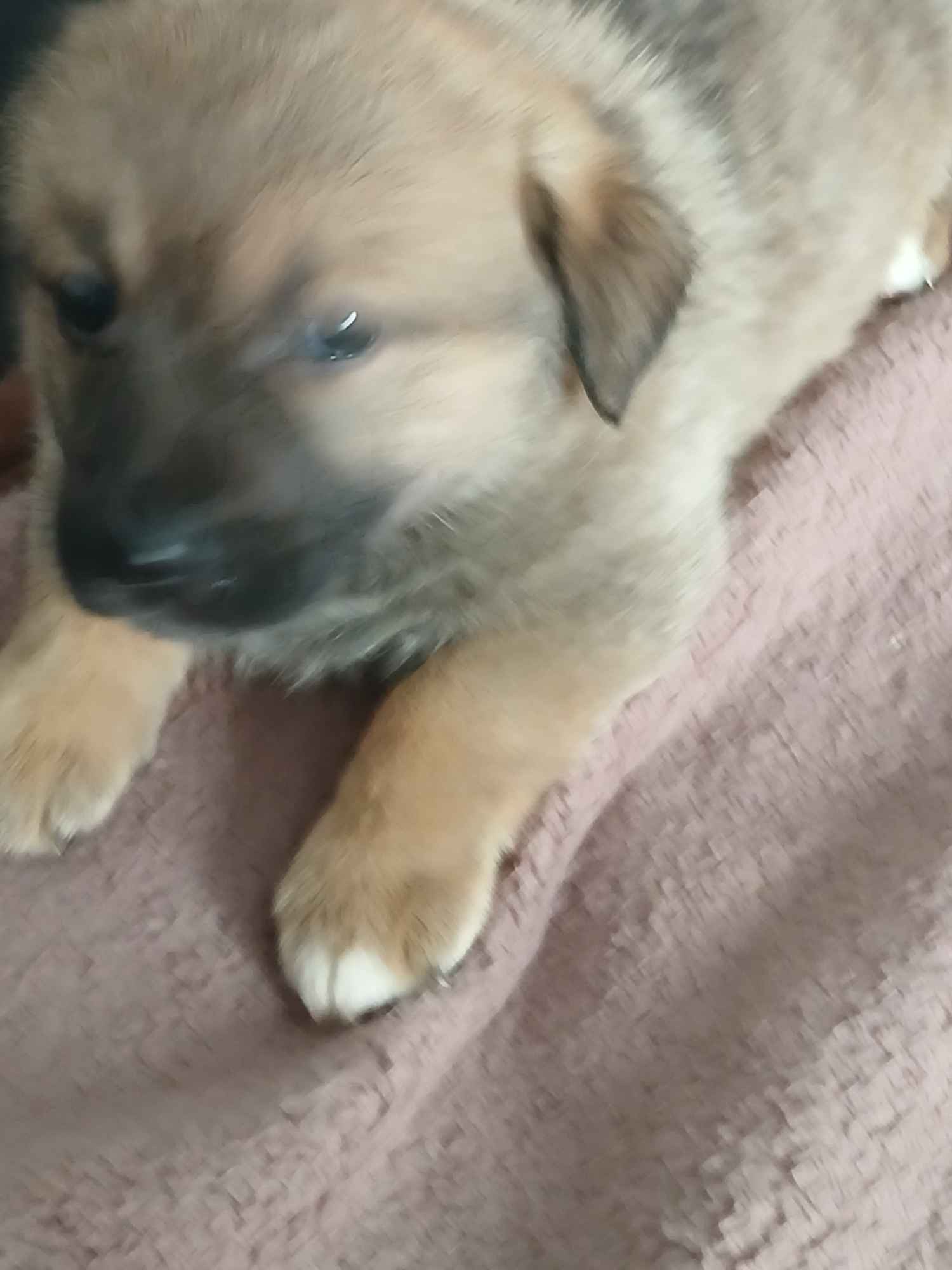 Oddam w dobre ręce Sanniki - zdjęcie 1