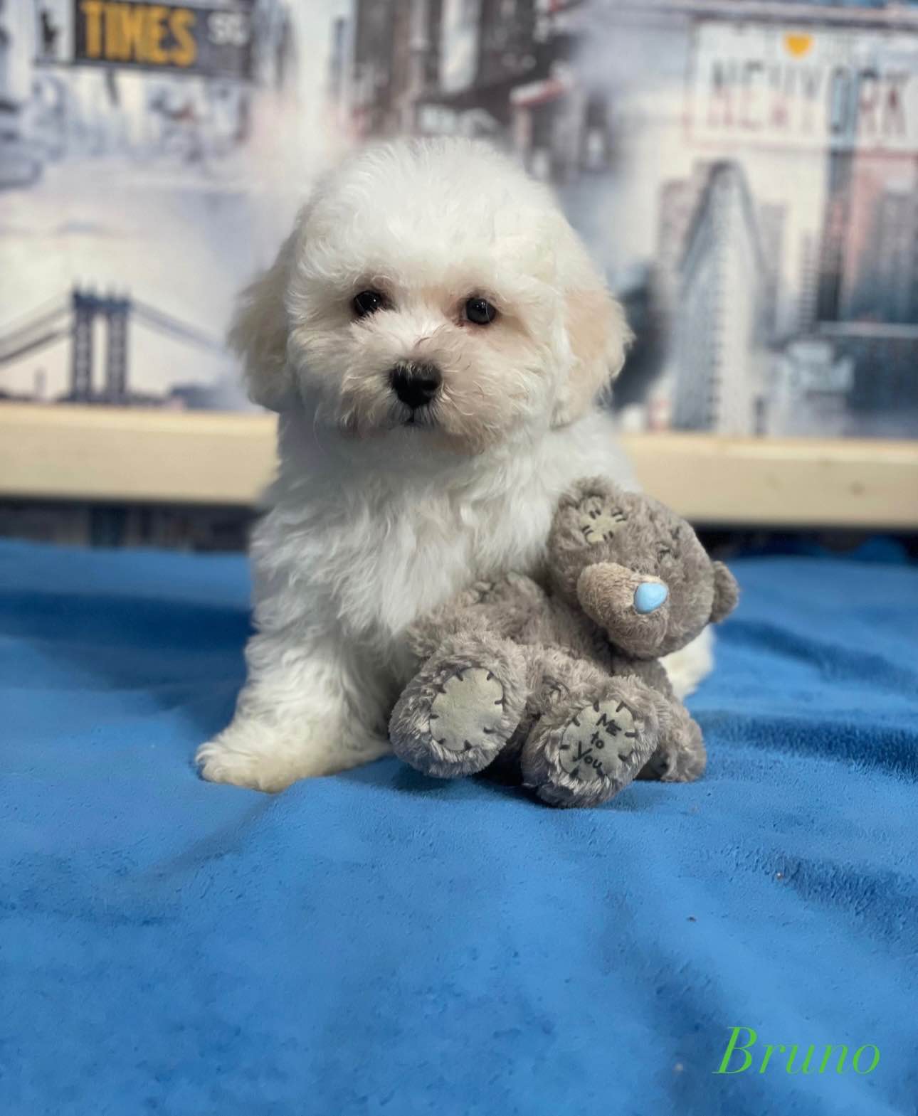 klubowy szczeniak Bichon Frise – z rodowodem, gotowy do nowego domu Rudzica - zdjęcie 4