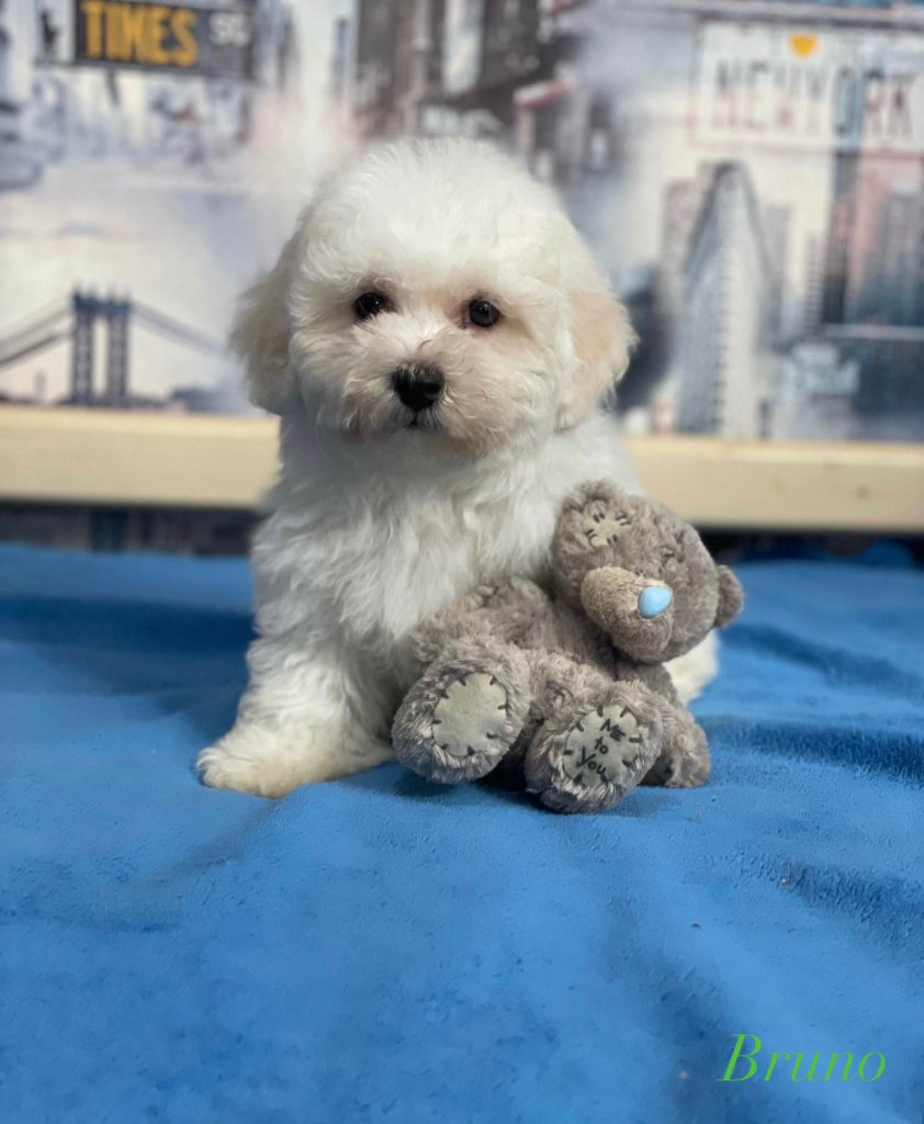 klubowy szczeniak Bichon Frise – z rodowodem, gotowy do nowego domu Rudzica - zdjęcie 4