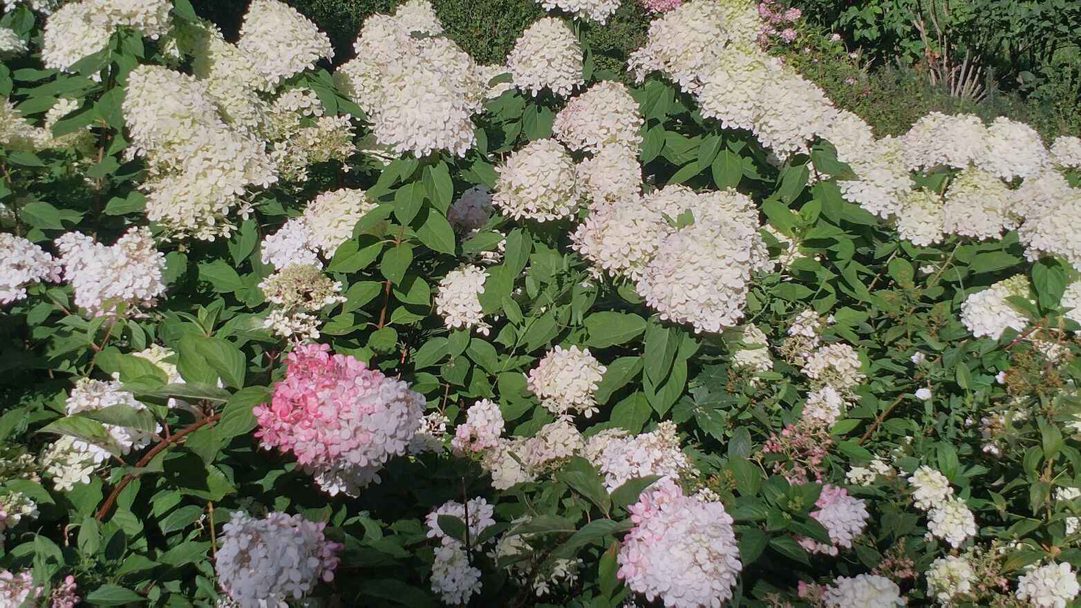 Pilnie Sprzedam Działkę Rekreacyjną Krzyki - zdjęcie 3