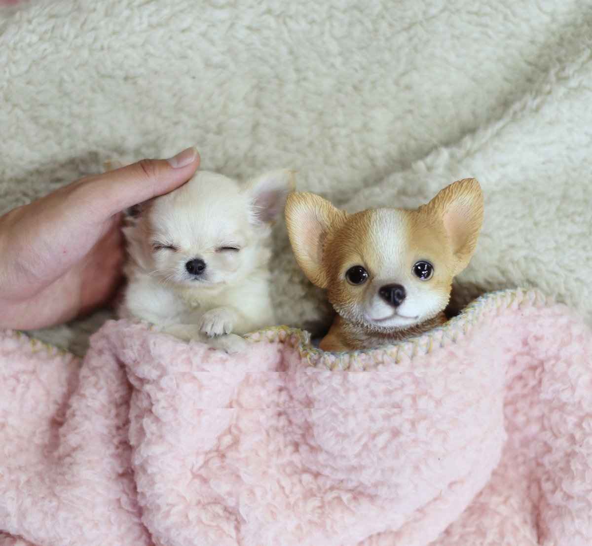 piękne psy i suki Chihuahua mini z certyfikatem Bemowo - zdjęcie 5