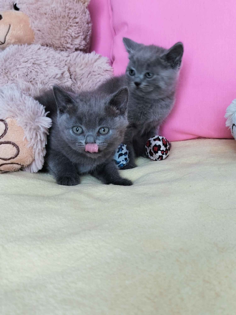 Niebieskie kociaki Brytyjskie Nowa Huta - zdjęcie 6