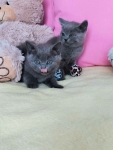 Niebieskie kociaki Brytyjskie Nowa Huta - zdjęcie 6