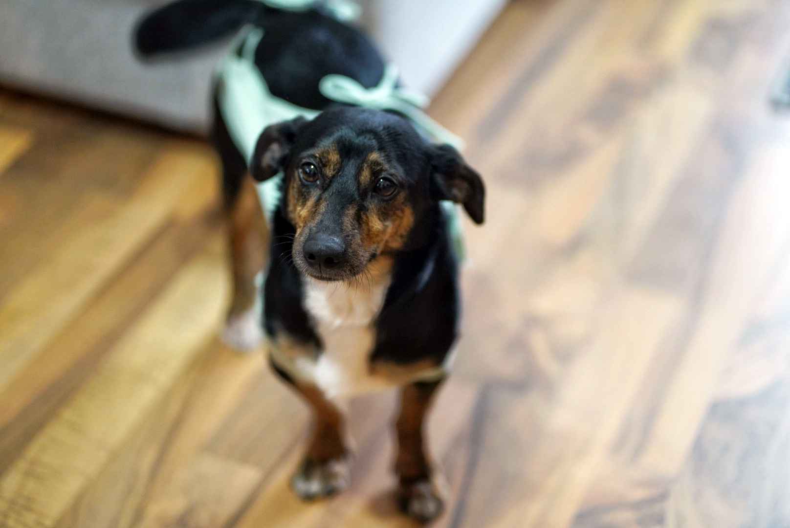 Dwie nakolankowe, domowe, wesołe sunieczki! Olsztyn - zdjęcie 6