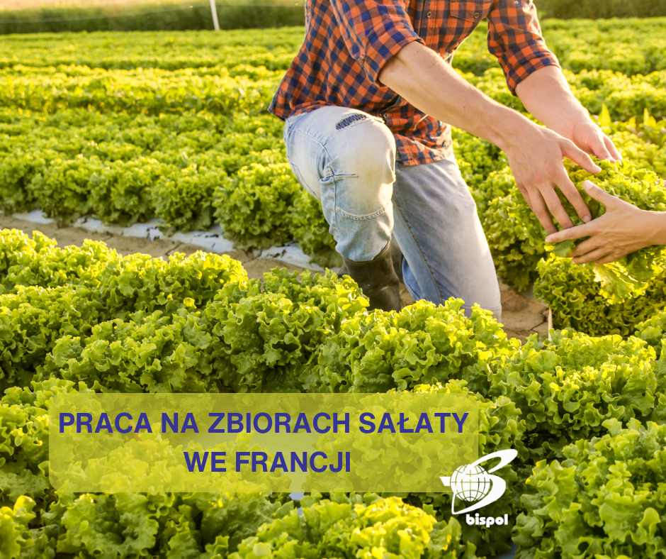 Zbiór sałaty Podgórze - zdjęcie 1