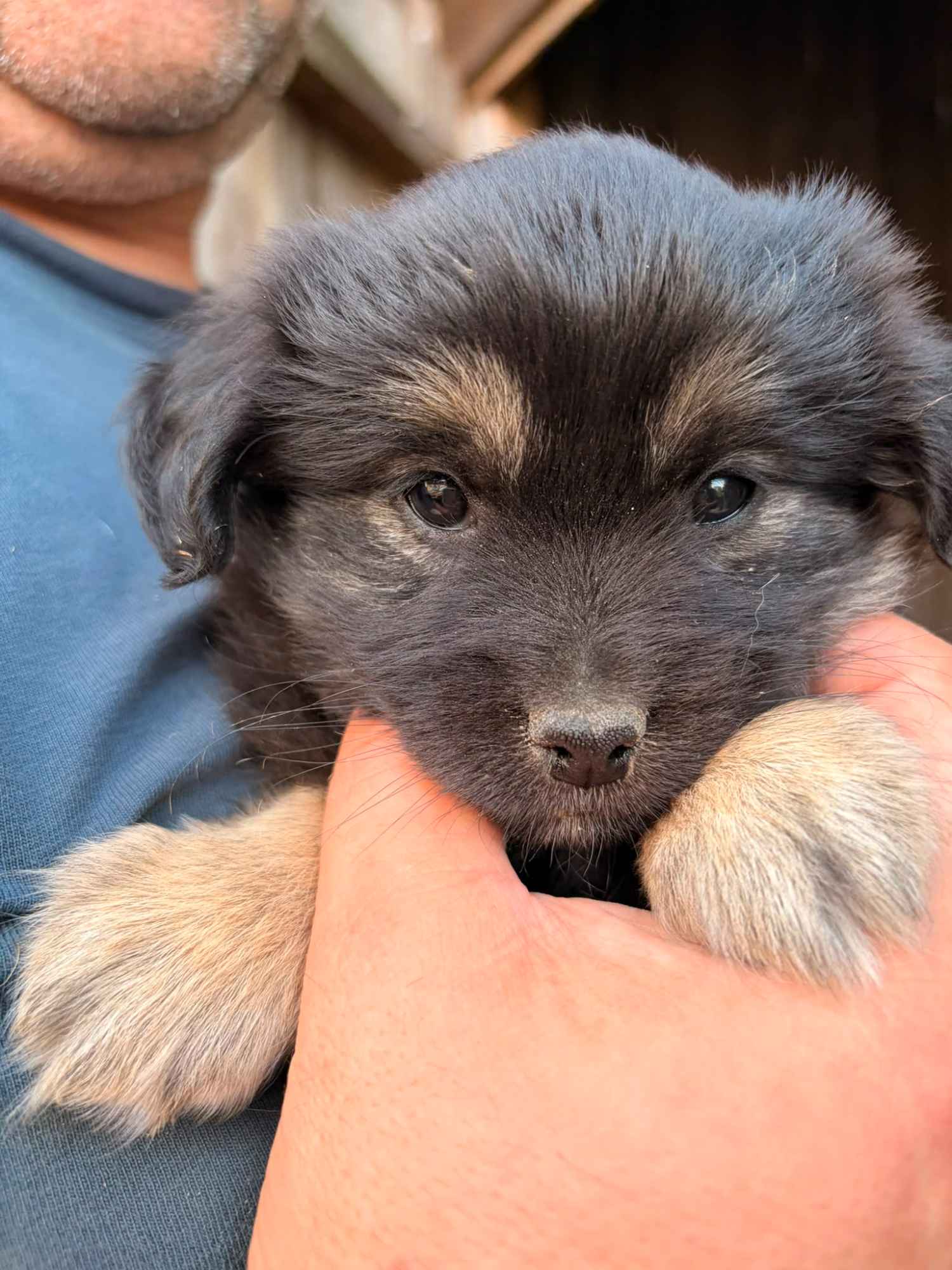 🐾 Szukam najlepszego domu dla tej małej Psiej Dziewczynki! ❤️ Pruszków - zdjęcie 2
