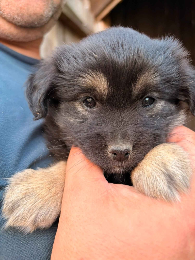 🐾 Szukam najlepszego domu dla tej małej Psiej Dziewczynki! ❤️ Pruszków - zdjęcie 2