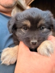 🐾 Szukam najlepszego domu dla tej małej Psiej Dziewczynki! ❤️ Pruszków - zdjęcie 2