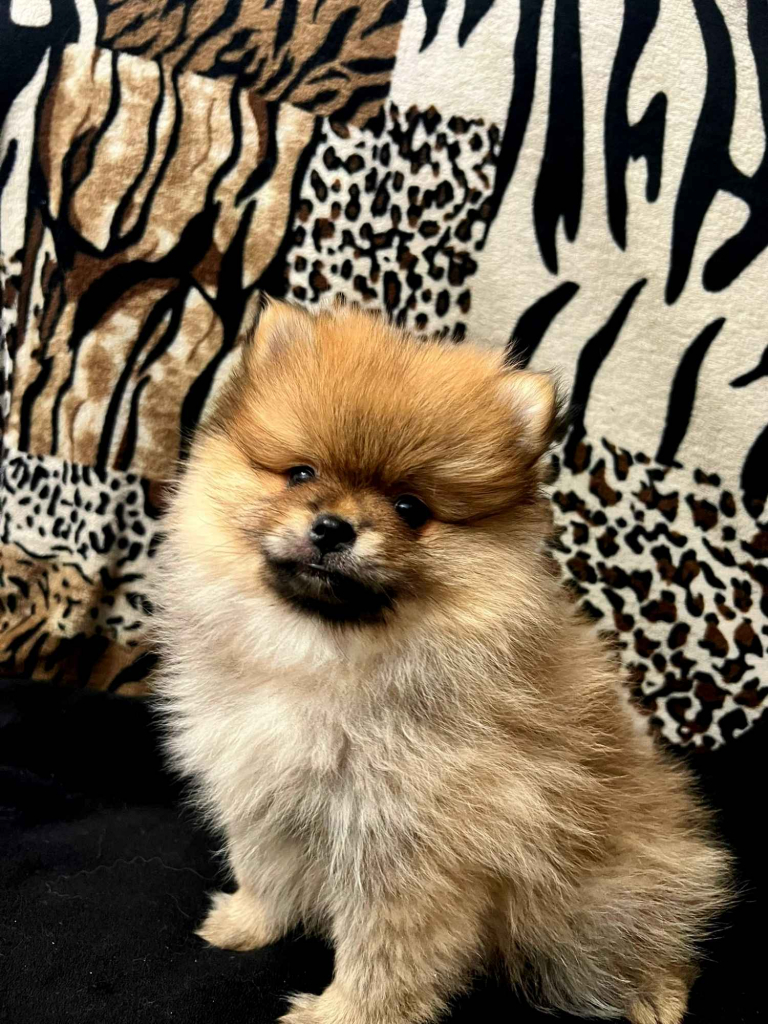 Szpic miniaturowy, Pomeranian - ORANGE Widzew - zdjęcie 1