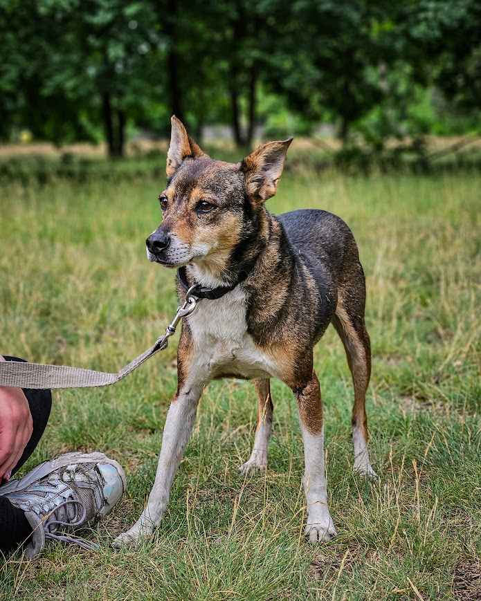 Przesympatyczny, proludzki kanapowiec szuka domu na zawsze! Adoptuj! Polesie - zdjęcie 7