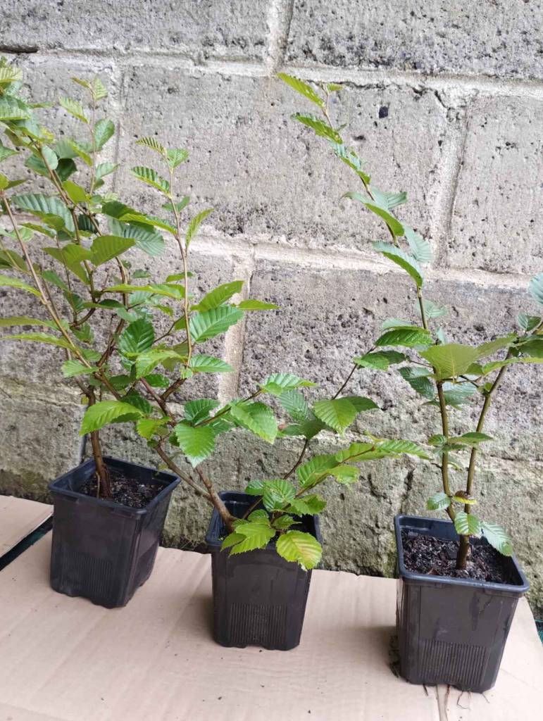 Grab pospolity sadzonki w doniczkach Carpinus betulus Buczków - zdjęcie 2