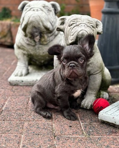 Buldogi francuskie, Francuzki, Puszyste Francuzki Bielany - zdjęcie 3