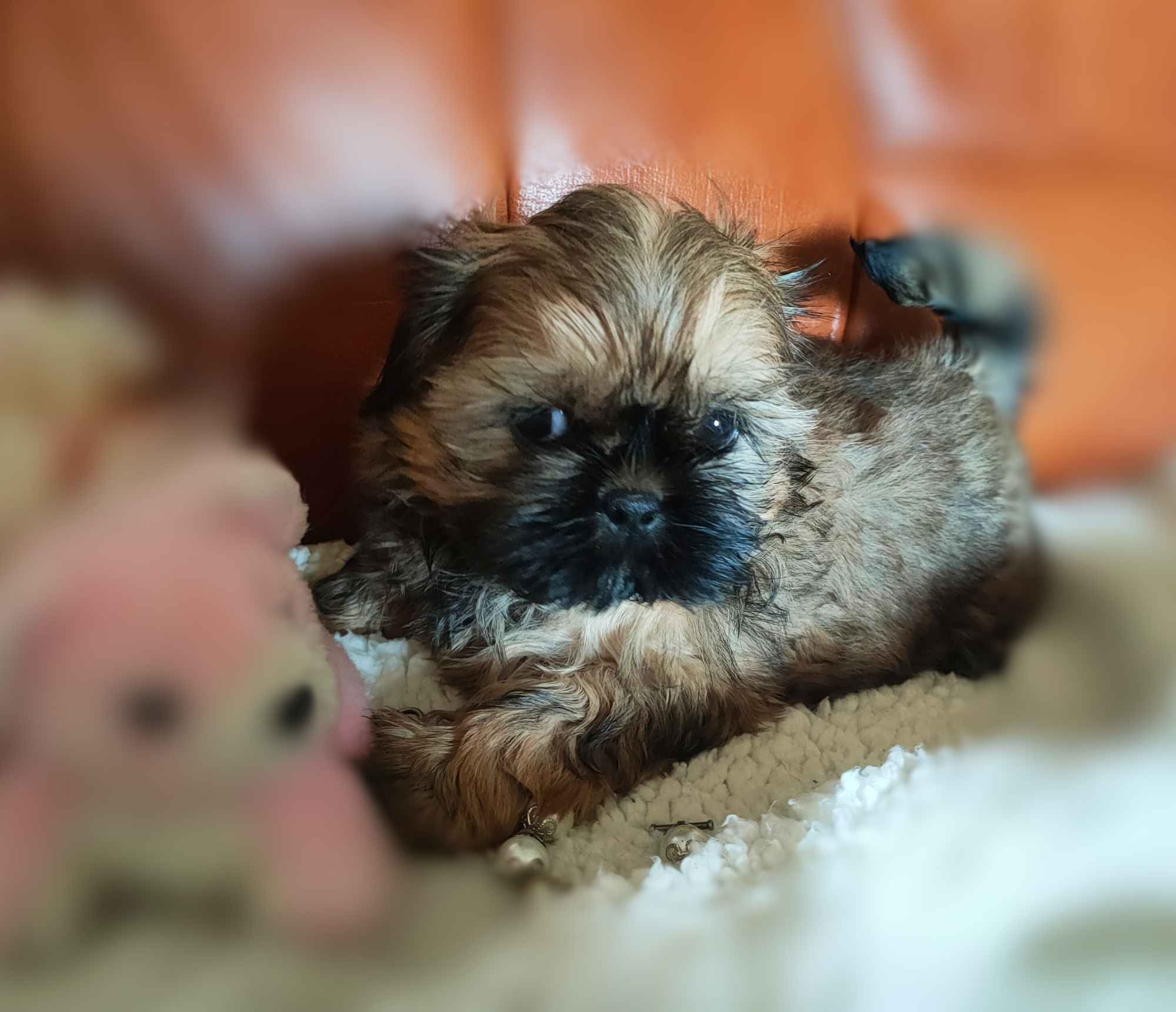 Shih tzu rasowe szczenięta Wałbrzych - zdjęcie 7
