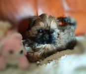 Shih tzu rasowe szczenięta Wałbrzych - zdjęcie 7