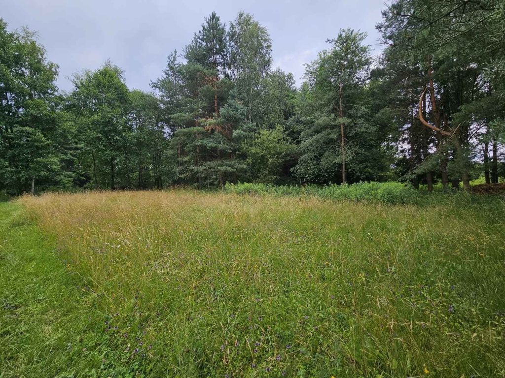 Działka budowlana (6000 m2) JEZIORO/LAS (Drogoszowice) Drogoszowice - zdjęcie 6
