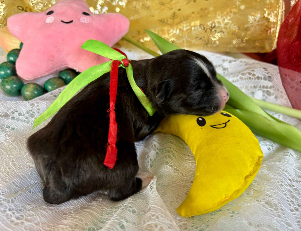 Hawańczyk – bajecznie wykolorowany szczeniak po Championce Pogórze - zdjęcie 3