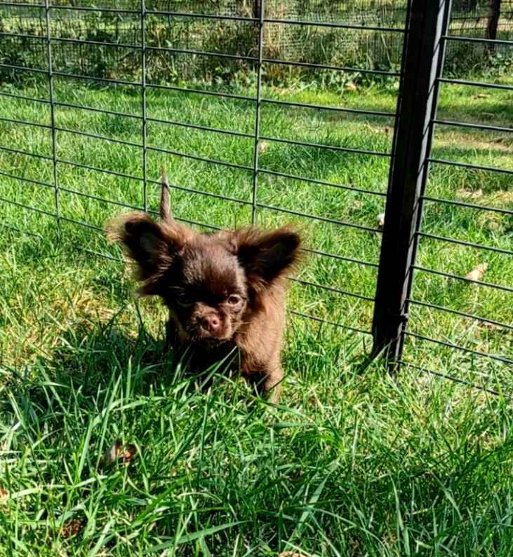 Chihuahua piesek czekoladowy długowłosy Brzesko - zdjęcie 4