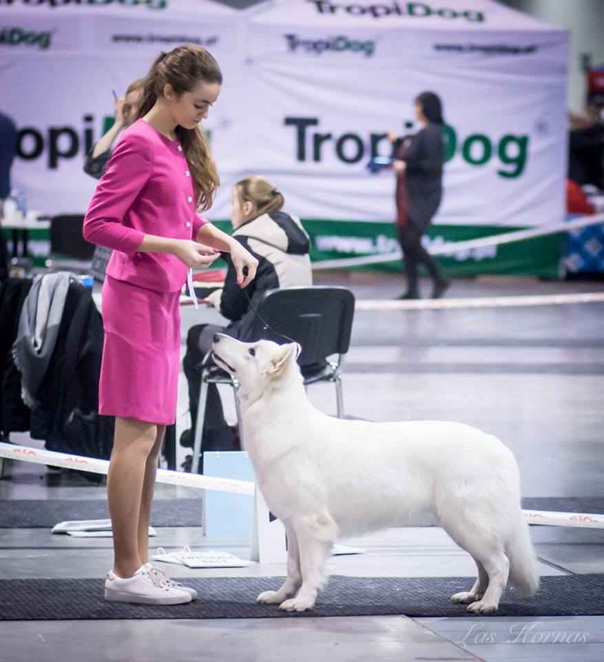 Białe Owczarki Szwajcarskie na sprzedaż Nowa Huta - zdjęcie 12