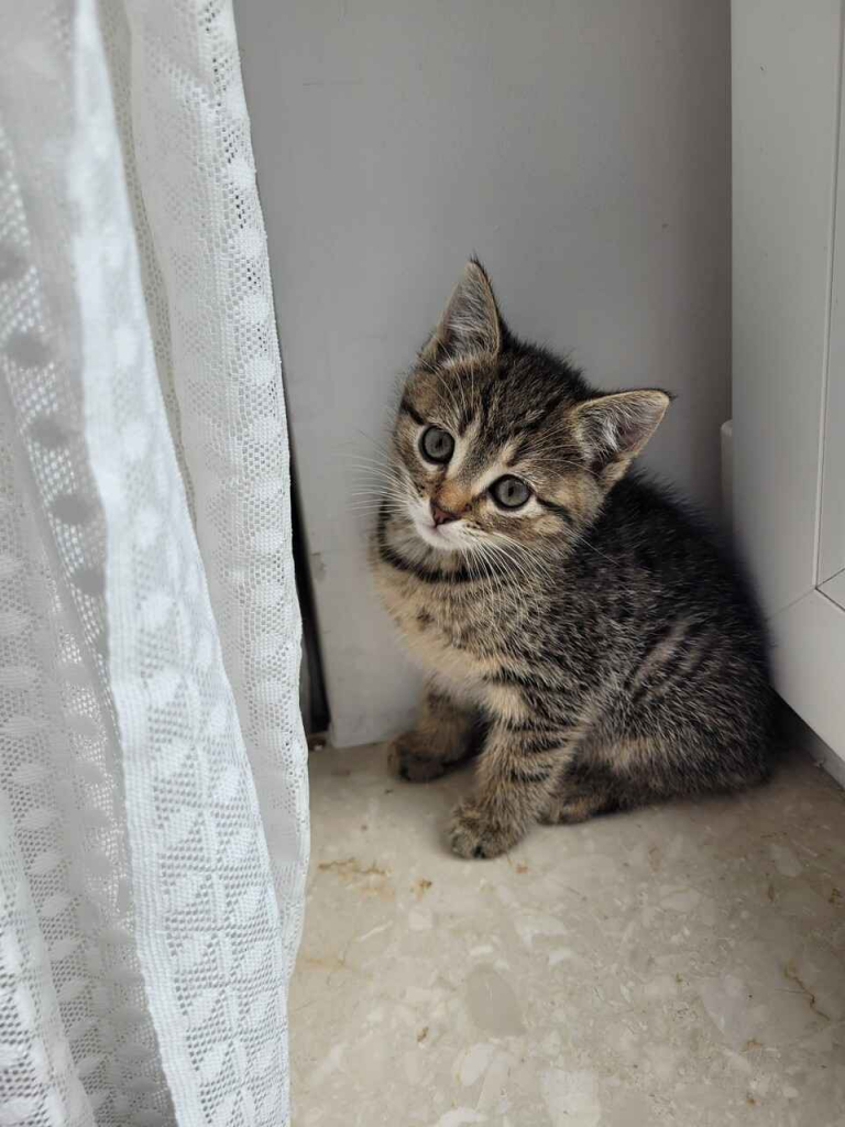 Cztery 8 tygodniowe kocięta szukają domów! Olsztyn - zdjęcie 1