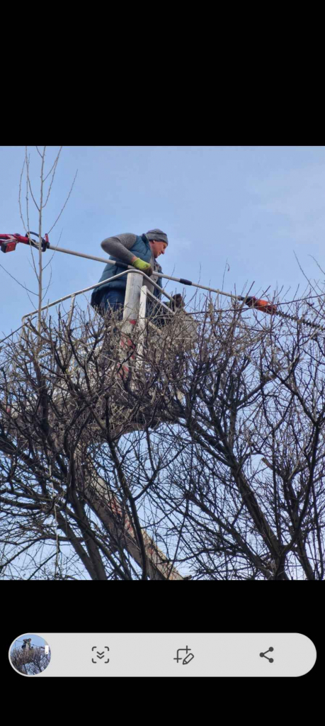 Wycinka drzew Ursynów - zdjęcie 1